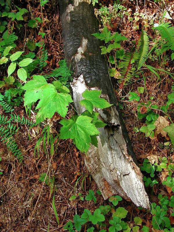 Forest Poster featuring the photograph Regrowth by Arthur Fix