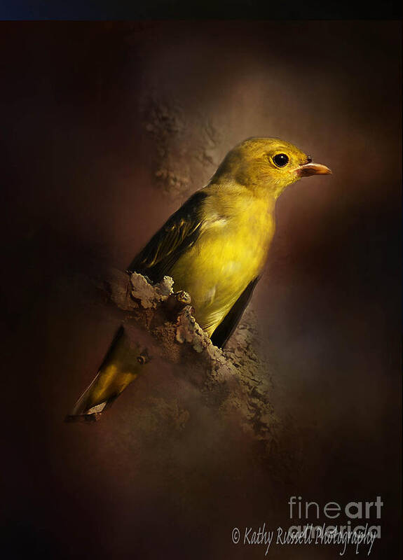 Bird Poster featuring the photograph Scarlet Tanager by Kathy Russell