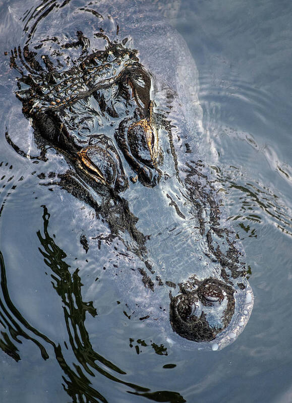 Crocodile Poster featuring the photograph Now You See Me by Elin Skov Vaeth