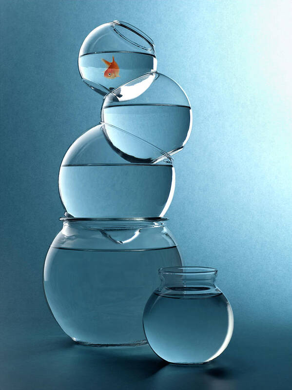 Fish Poster featuring the photograph Ascension - A Goldfish's Journey #1 by John Manno
