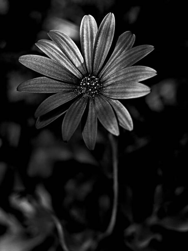 Black And White Daisy Poster featuring the photograph Black and white daisy by Al Fio Bonina
