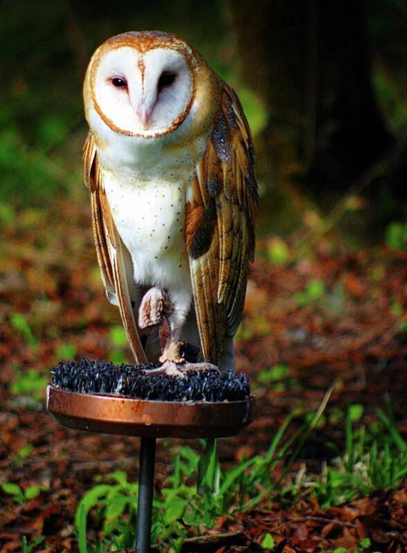 Owl Poster featuring the photograph In the Quiet by Stoney Lawrentz