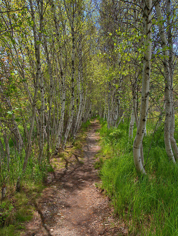 Acadia Poster featuring the photograph Jesup Path Birch Trees by Stephen Vecchiotti
