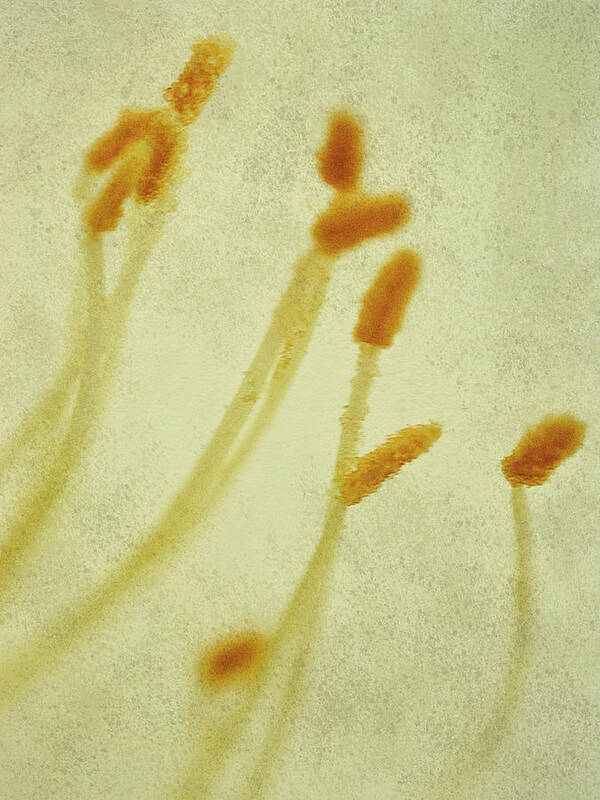 Pollen Poster featuring the photograph Pollen #4 by Al Fio Bonina