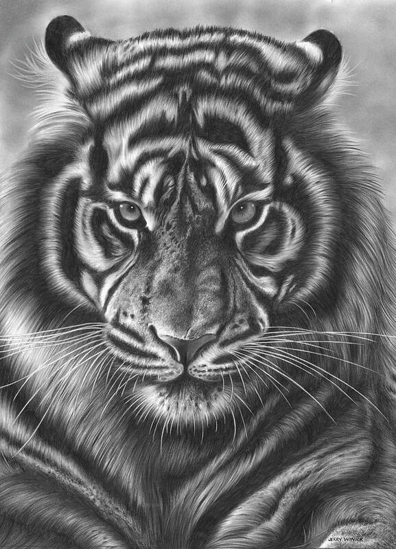 Tiger Poster featuring the drawing Staring Tiger by Jerry Winick
