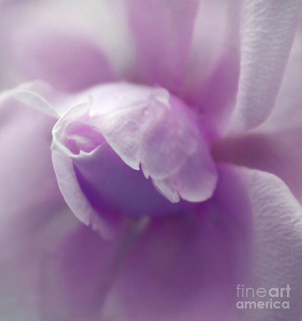 Rose Poster featuring the photograph Delicate Whisper #1 by Krissy Katsimbras