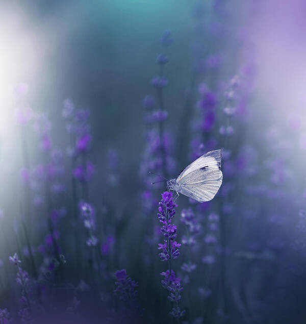 Flower Poster featuring the photograph Lavender Queen... #1 by Juliana Nan