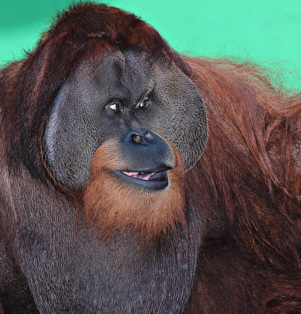 Animal Poster featuring the photograph Portrait of a Large Male Orangutan #1 by Paul Fell