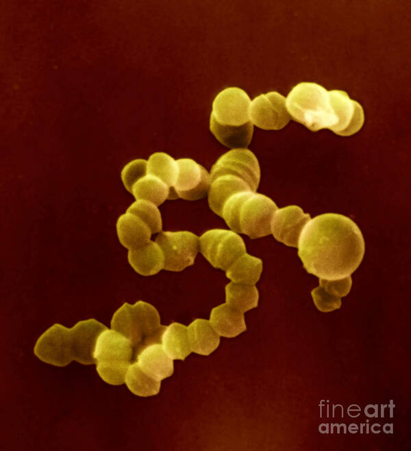 Bacteria Poster featuring the photograph Sem Of Streptococcus #2 by David M. Phillips