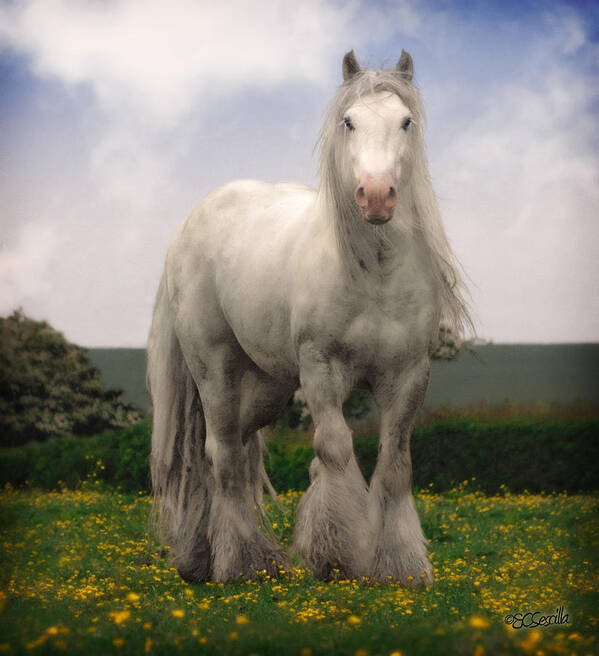 Gypsy Horse Poster featuring the photograph Son of Lloyd #2 by Elizabeth Vieira
