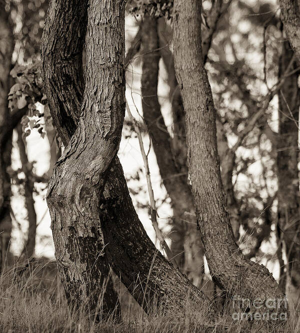 Australia Poster featuring the photograph Trees #2 by Steven Ralser