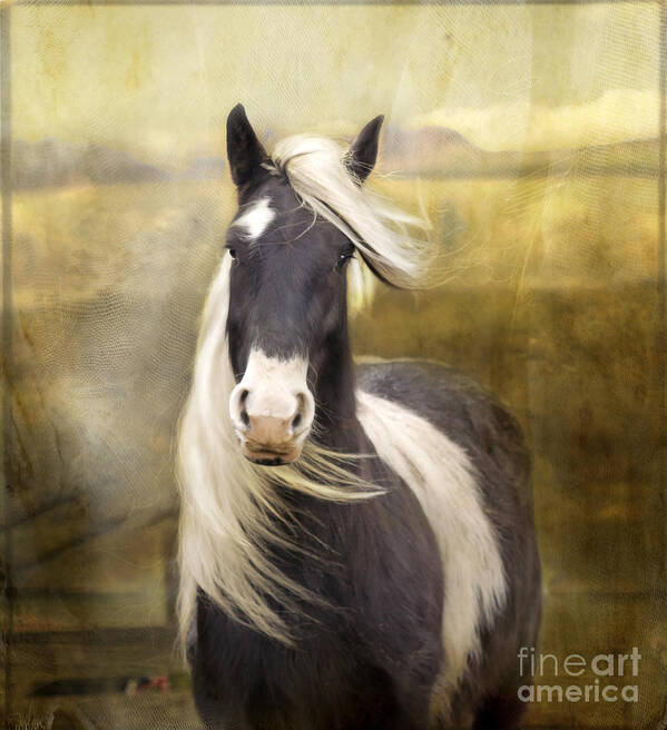  Horse Poster featuring the photograph Welsh Cob #3 by Ang El