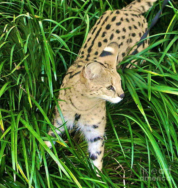 Joanmcarthur Poster featuring the photograph A Jaguar Hunting by Joan McArthur