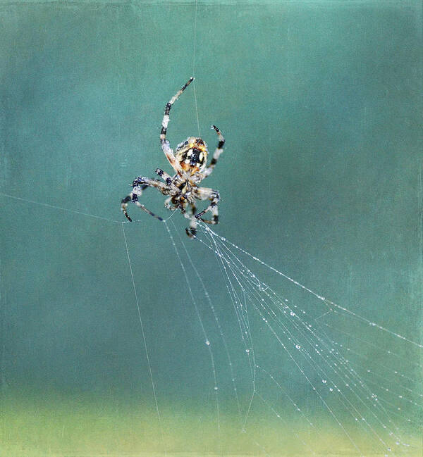 Garden Spider Poster featuring the photograph Architect 2 by Fraida Gutovich