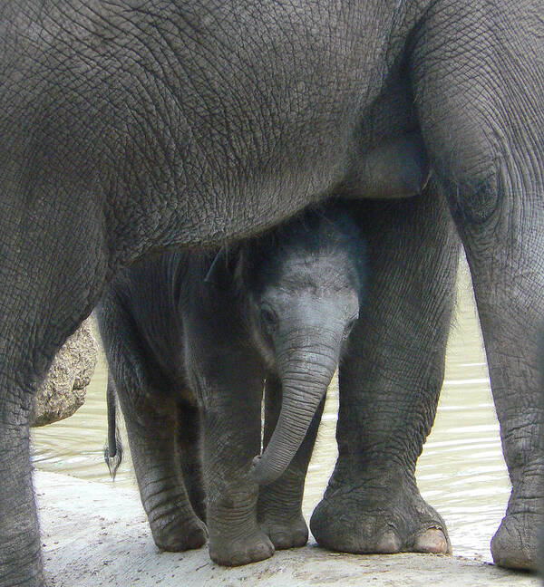 Baby Elephant Poster featuring the photograph Baby Asian Elephant With Mother by Margaret Saheed