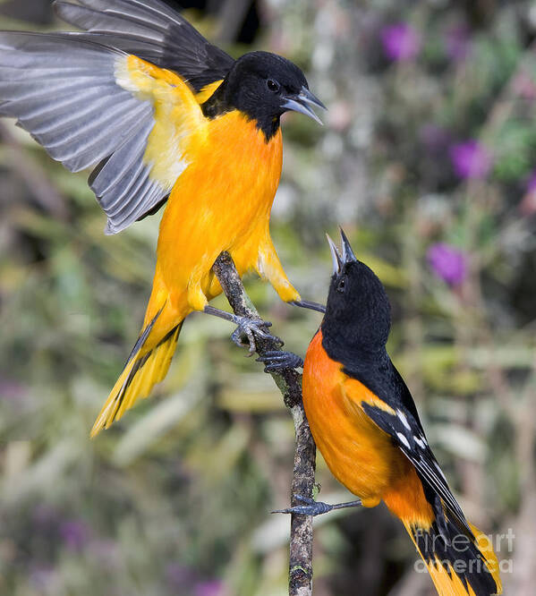 Animal Poster featuring the photograph Baltimore Orioles by Anthony Mercieca