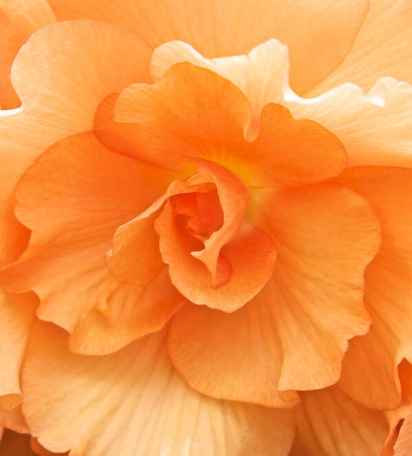Begonia Poster featuring the photograph Begonia Beauty by Venetia Featherstone-Witty