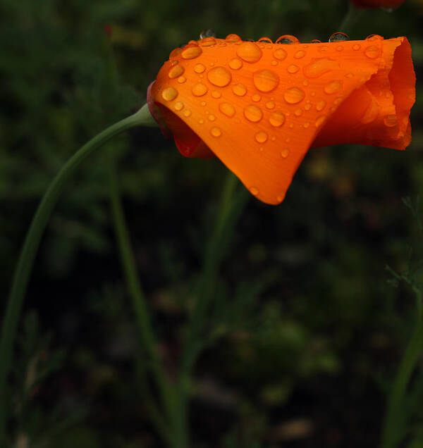 Flora Poster featuring the photograph Beautiful Buttercup by Kami McKeon