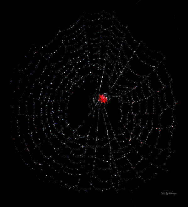 Spider Poster featuring the photograph Bulls-eye by Lucy VanSwearingen