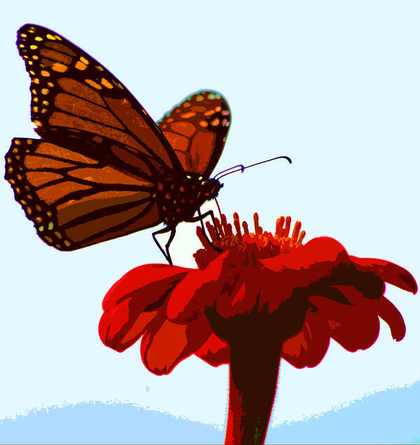 Butterfly Poster featuring the photograph Butterfly by Carol McCarty