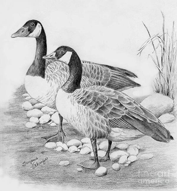 Geese Poster featuring the drawing Canadian Geese by Suzanne Schaefer