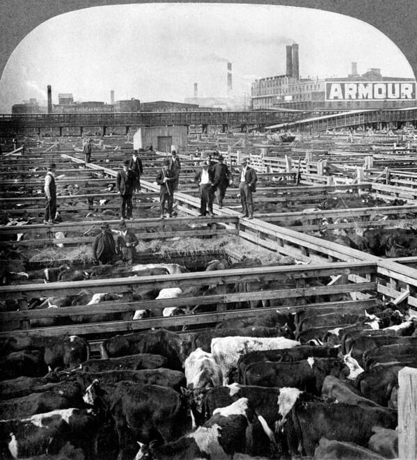 Meat Packing Industry Poster featuring the photograph Chicago, Union Stock Yard, 1909 by Science Source