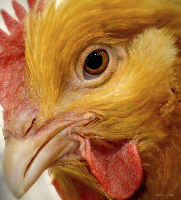 Chicken Poster featuring the photograph Chicken Vision by Andrea Platt