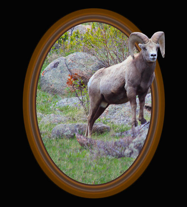 Bighorn Poster featuring the photograph Colorado Bighorn by Shane Bechler