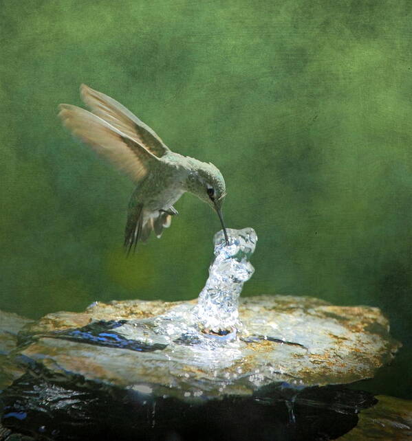 Hummingbird Poster featuring the photograph Cool Refreshment by Angie Vogel