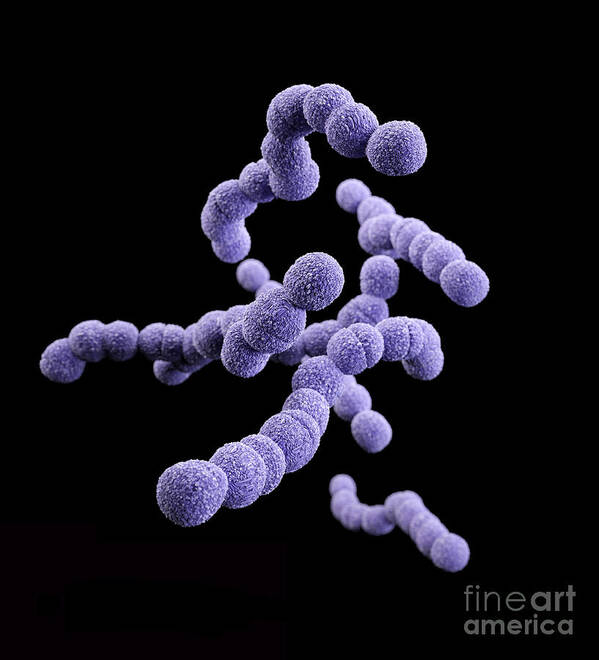 Clindamycin-resistant Group B Streptococcus Poster featuring the photograph Drug-resistant Group B Streptococcus by Science Source