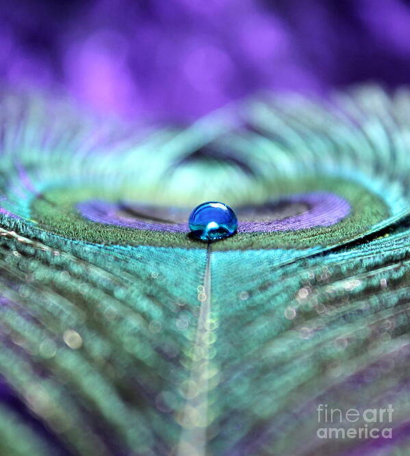 Peacock Feather Poster featuring the photograph Exotic Peacock by Krissy Katsimbras