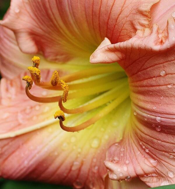 Flora Poster featuring the photograph Grandma's Lily by Bruce Bley