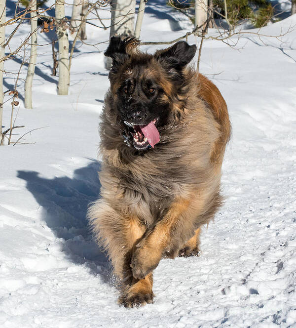Leonberger Poster featuring the photograph Happy Leonberger Winter Trail Running by Gary Whitton
