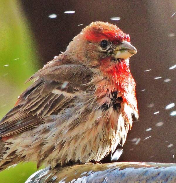 House Finch Poster featuring the photograph House Finch by Helen Carson