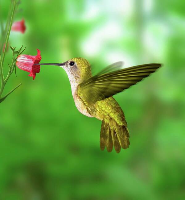 Animal Poster featuring the photograph Hummingbird Feeding by Ktsdesign/science Photo Library