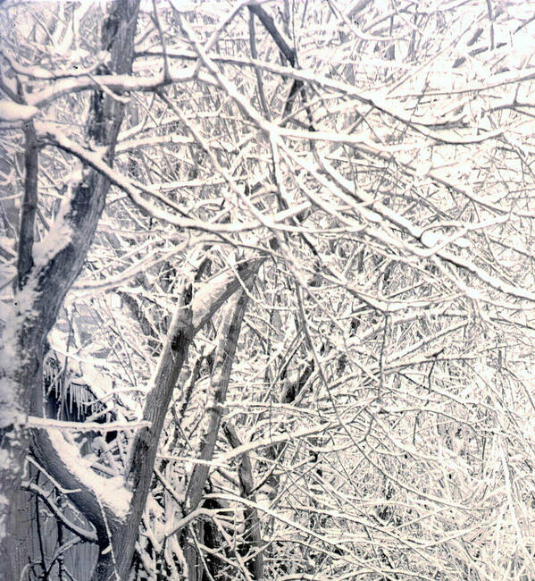 Tree Limbs Poster featuring the photograph Limbs Covered With Snow by William Haggart