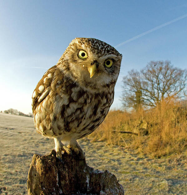 Wooden Post Poster featuring the photograph Little Owl On Post by Russell Savory