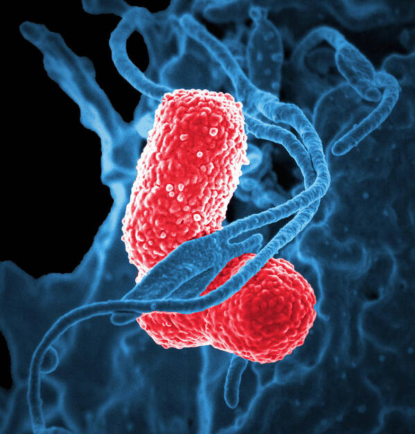 Science Poster featuring the photograph Mdr Pathogen, Klebsiella Pneumoniae, Sem by Science Source
