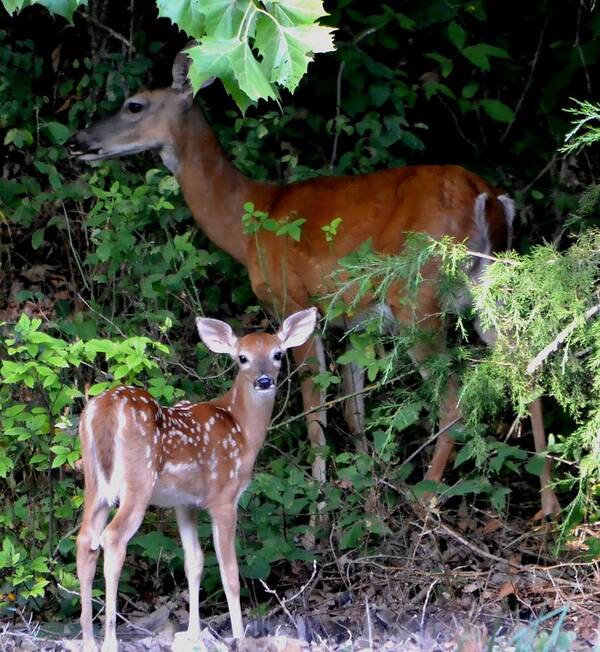 Deer Poster featuring the photograph My Baby by Deena Stoddard