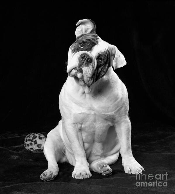 Animal Poster featuring the photograph Olde Victorian Bulldogge by Carolyn Brown