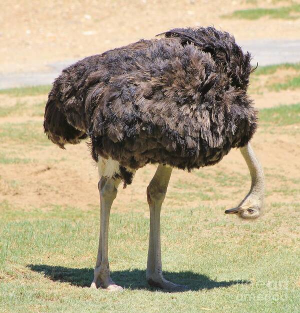 Africa Poster featuring the photograph Ostrich Itch by Andries Alberts
