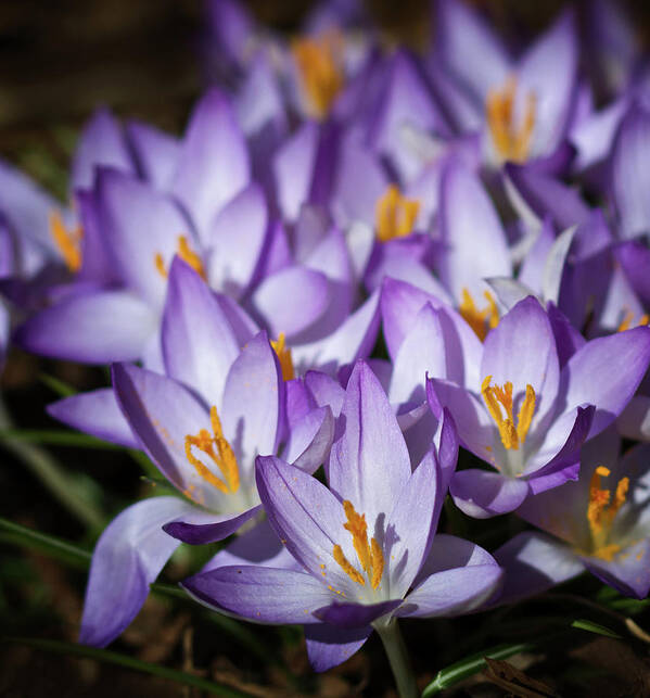 Purple Poster featuring the photograph Purple Crocus by Straublund Photography