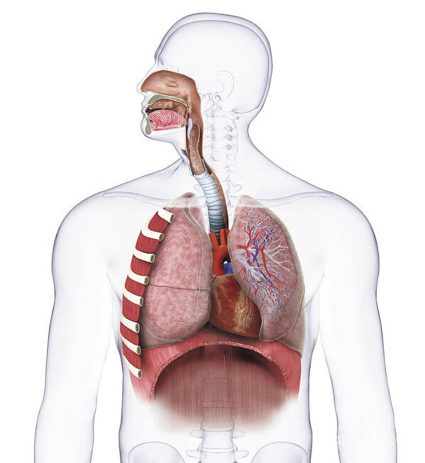 Anatomical Poster featuring the photograph Respiratory System, Illustration by Raj Dashi / Dorling Kindersley