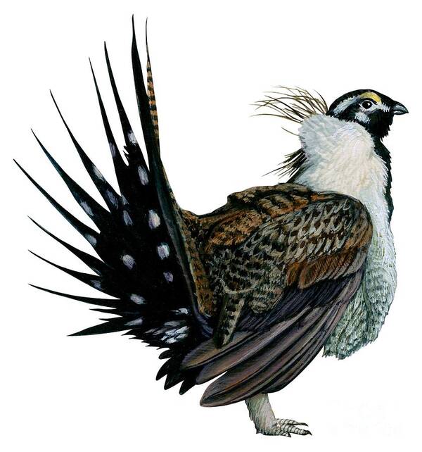 No People; Vertical; Side View; Full Length; White Background; One Animal; Wildlife; Illustration And Painting; Zoology; Close Up; Bird; Feather; Beak; Animal Pattern; Wing; Tail; Sage Grouse; Centrocercus Urophasianus Poster featuring the drawing Sage grouse by Anonymous