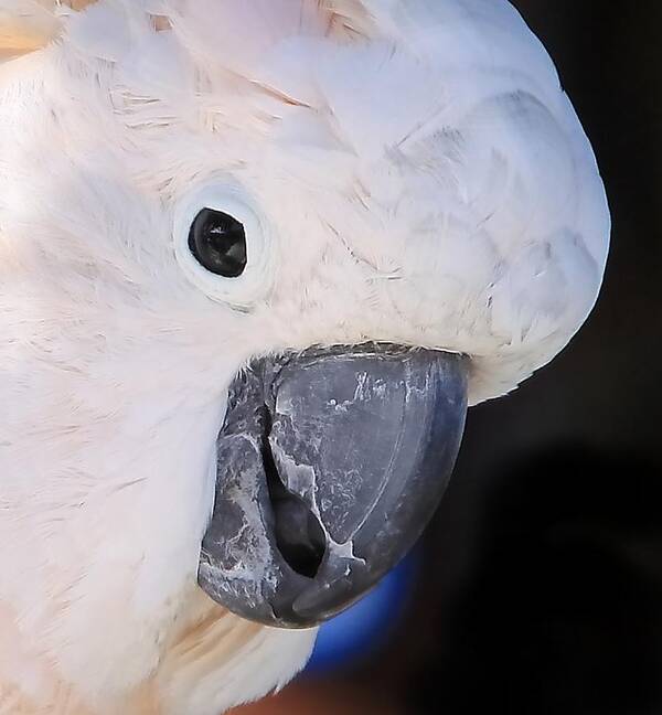 Salmon-crested Cockatoo Portrait Poster featuring the photograph Salmon crested cockatoo Smiling Close up by Andrea Lazar
