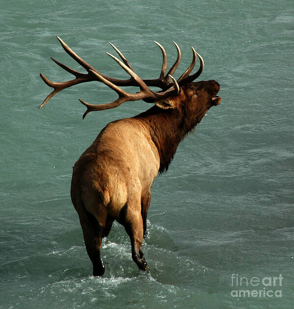 Elk Poster featuring the photograph Sending a Challenge by Vivian Christopher