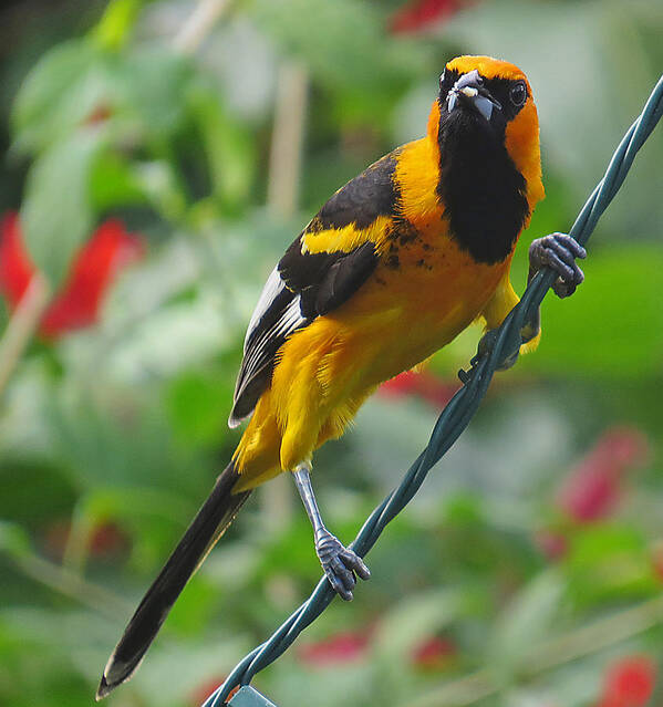 In Focus Poster featuring the photograph Spot Breasted Oriole by Dart Humeston