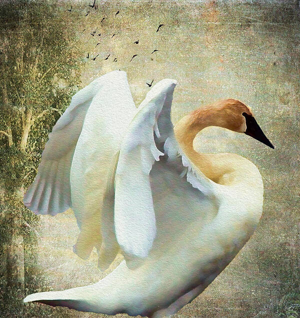 Bird Poster featuring the photograph Swan - Summer Home by Kathy Bassett