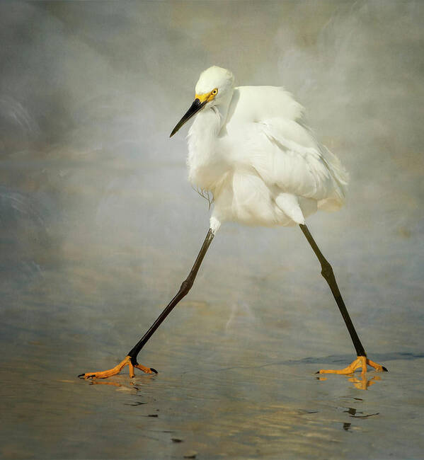 Bird Poster featuring the photograph The Rock Star by Alfred Forns