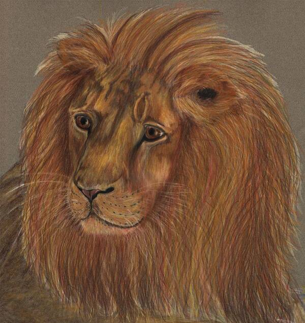 Lion Poster featuring the drawing Thoughtful lion 2 by Stephanie Grant